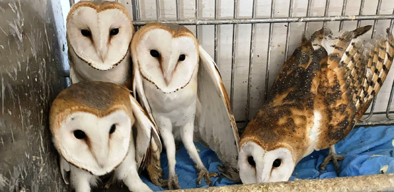 Kütahya’da bakımı tamamlanan peçeli baykuşlar doğaya salındı