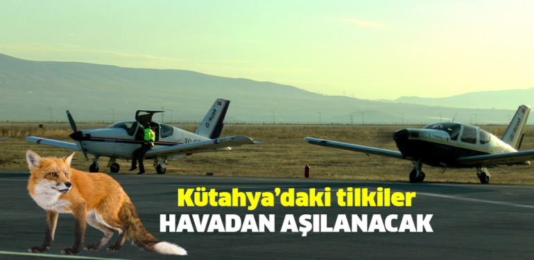 Kütahya’da tilkiler havadan aşılanacak