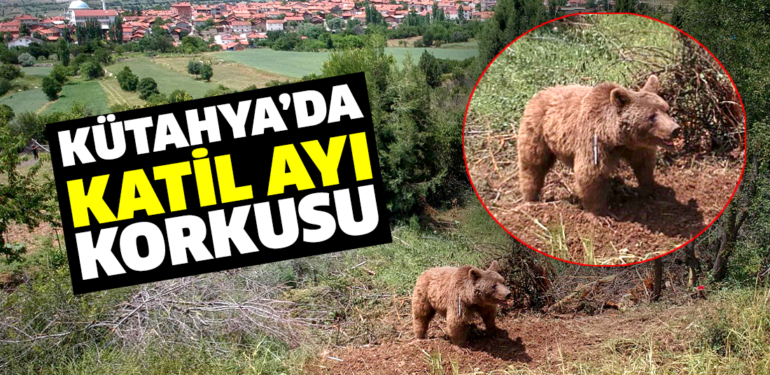 Kütahya’da Sekiören çevresindeki köylerde yaşayanları katil ayı korkusu sardı