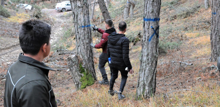 Kütahya’daki ormanlarda “Doğal Gençleştirme” tatbikatı