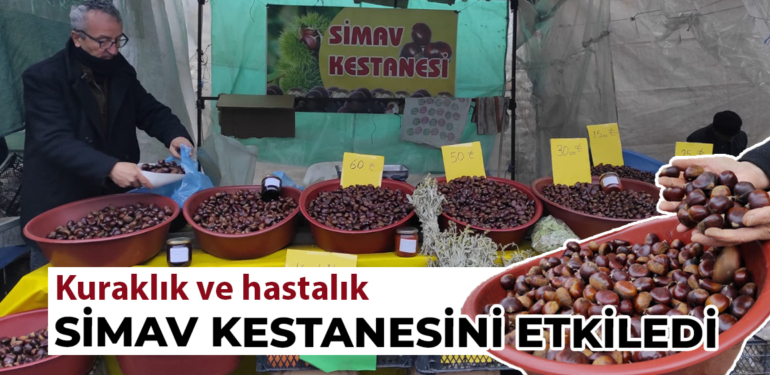 “Simav Kestanesi”nde rekolte yüzde 40 düştü