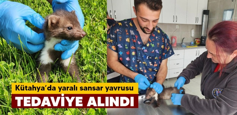 Kütahya’da yaralı sansar yavrusu tedaviye alındı