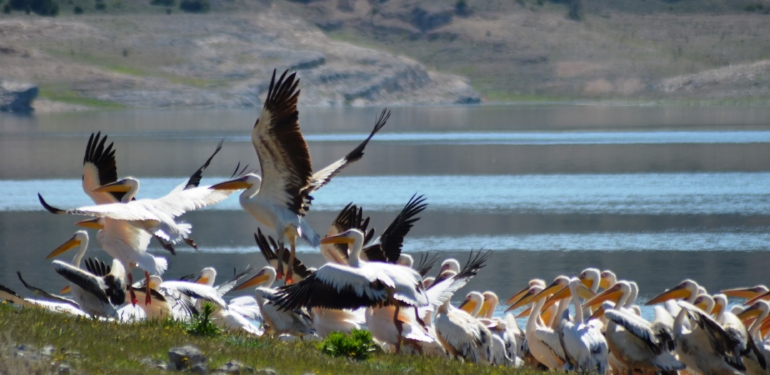Porsuk barajının misafirleri pelikanlar