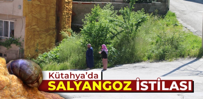Kütahya’da salyangoz istilası