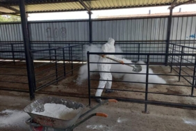 Kütahya’da canlı hayvan pazaryeri açılıyor