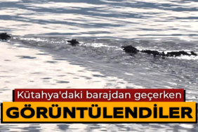 Kütahya'daki barajdan geçen hınzırlar böyle görüntülendi