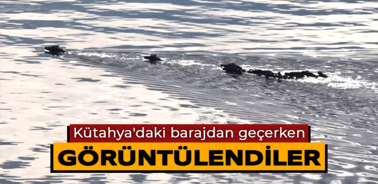 Kütahya’daki barajdan geçen hınzırlar böyle görüntülendi