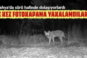 kütahya yaban hayvanları fotokapana yakalandı