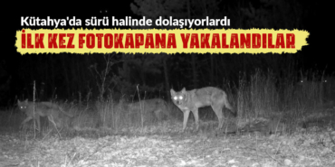 kütahya yaban hayvanları fotokapana yakalandı
