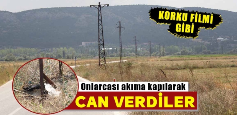 Dramatik leylek göçü: Kütahya’da elektrik akımına kapıldılar