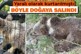 Kütahya'da tedavisi tamamlanan ayı yavrusu doğaya salındı
