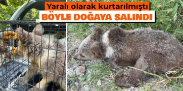 Kütahya'da tedavisi tamamlanan ayı yavrusu doğaya salındı