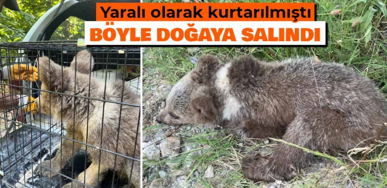 Kütahya’da tedavisi tamamlanan ayı yavrusu doğaya salındı
