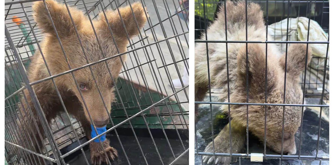 Kütahya'da tedavisi tamamlanan ayı yavrusu doğaya salındı