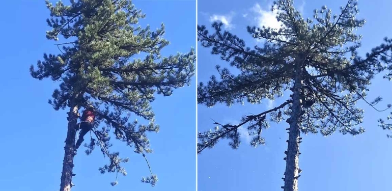 Kütahya Simav’da orman sincapları iş başında