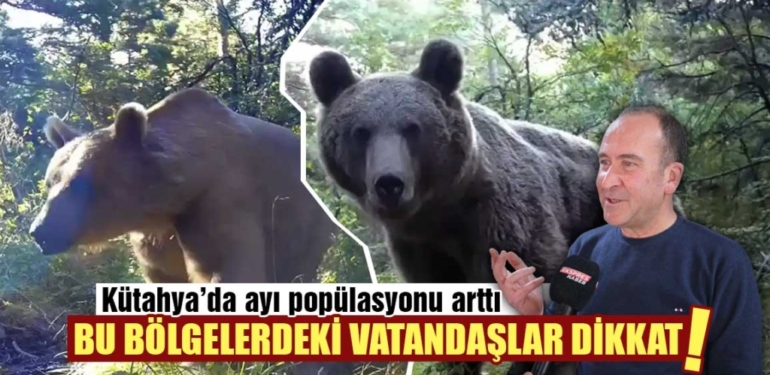 Ayı popülasyonu artıyor: Kütahya’da karşılaşma ipuçları