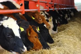 Düve Alım Desteği