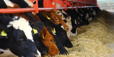 Düve Alım Desteği