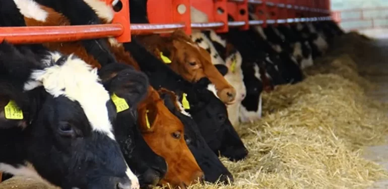 Kütahya’da Düve Alım Desteği Başvuruları Başladı