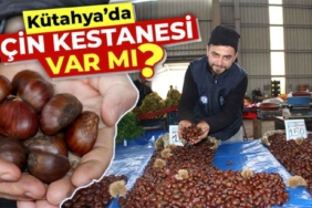 Kütahyada Çin kestanesi var mı
