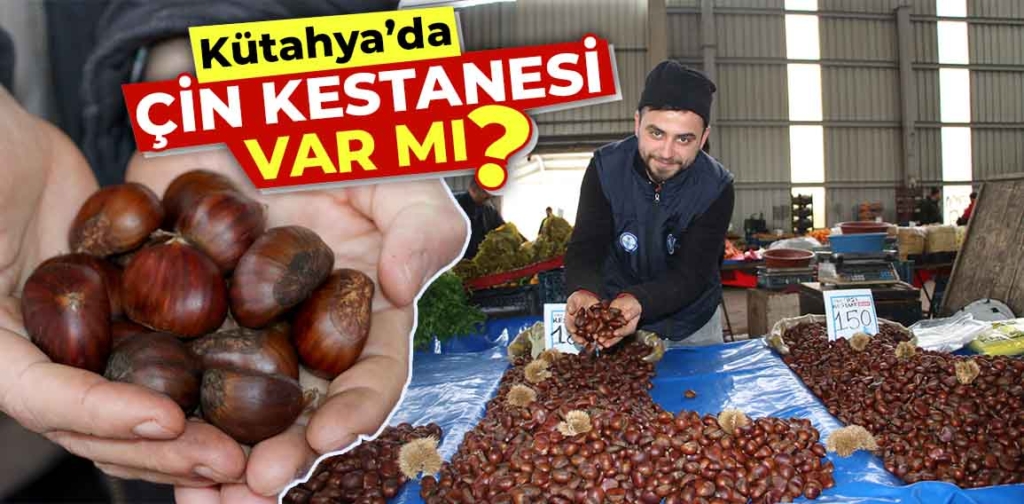 Kütahyada Çin kestanesi var mı