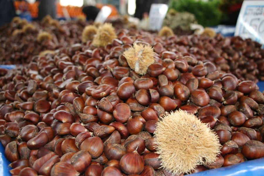 Kütahyada Çin kestanesi var mı 