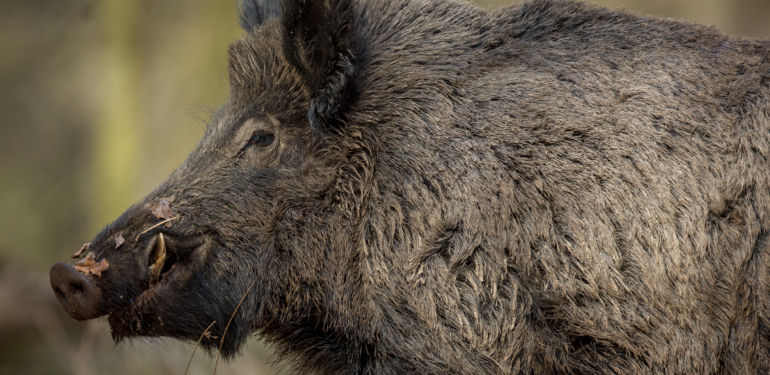 Kütahya’da çiftçi zararlarına karşı yaban domuzu avı yapılıyor