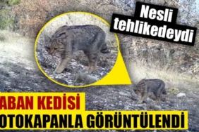 Nesli tehlike altındaki yaban kedisi, fotokapanda yakalandı