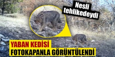 Nesli tehlike altındaki yaban kedisi, fotokapanda yakalandı