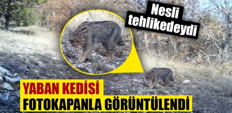 Nesli tehlike altındaki yaban kedisi, fotokapanda yakalandı