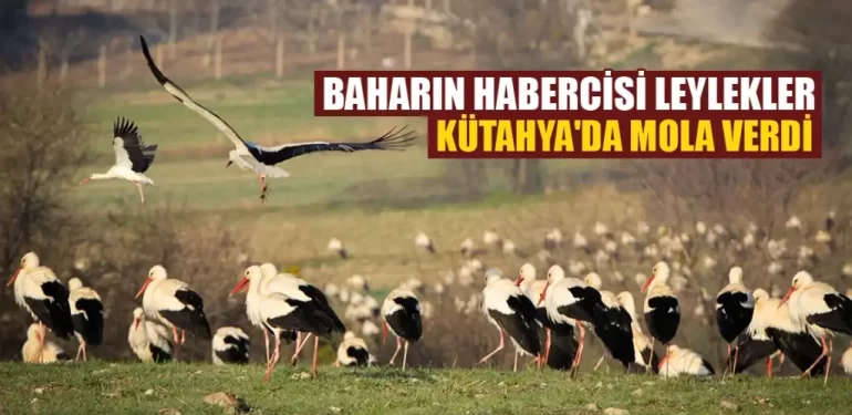 Kütahya’da leylekler Domaniç’e bahar göçü İle geldi