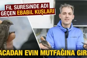 Kütahya'da iki ebabil kuşu bacadan evin mutfağına girdi