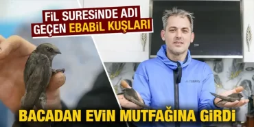 Kütahya'da iki ebabil kuşu bacadan evin mutfağına girdi