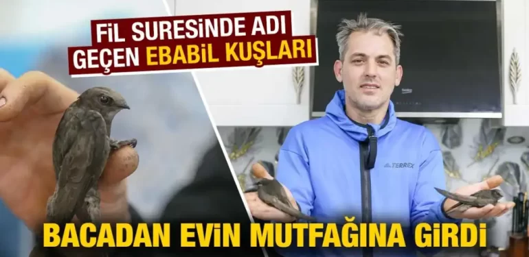 Kütahya’da iki ebabil kuşu bacadan evin mutfağına girdi