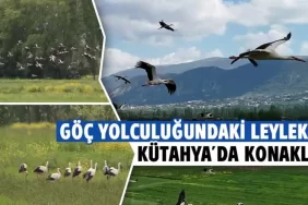 Göç eden leylekler kütahya'da dronla görüntülendi