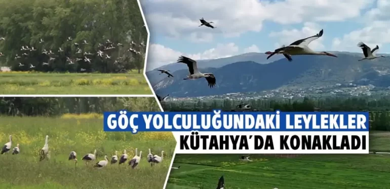 Göç eden leylekler kütahya’da dronla görüntülendi