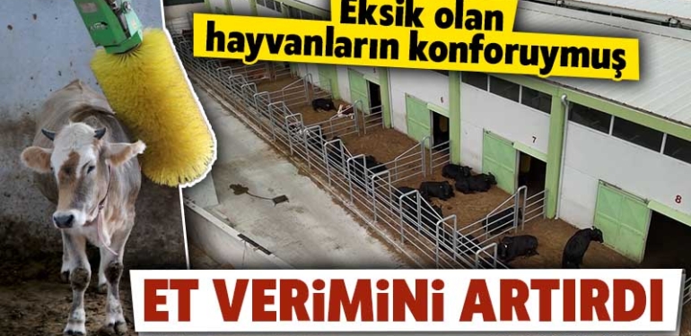 Devlet Desteğiyle Konforlu Besihane Kuruldu