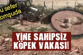 Komşuda sahipsiz köpekler 7 küçükbaş hayvanı telef etti