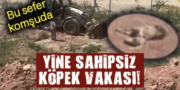 Komşuda sahipsiz köpekler 7 küçükbaş hayvanı telef etti