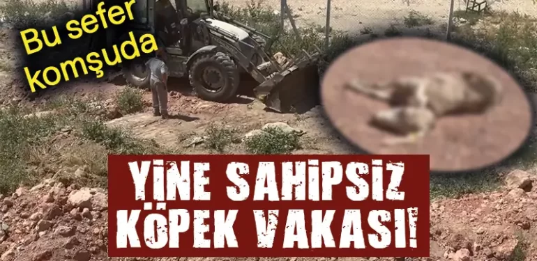 Komşuda sahipsiz köpekler 7 küçükbaş hayvanı telef etti