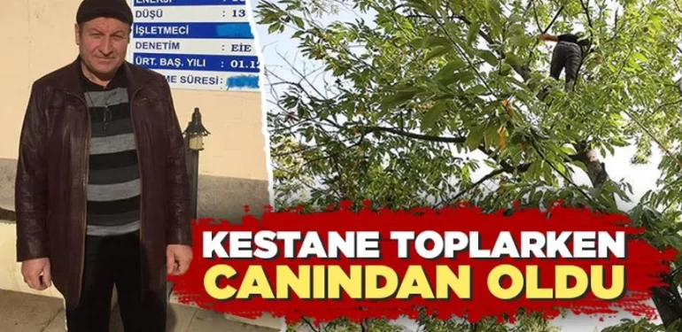 Kütahya’da kestane ağacından düşen kişi öldü